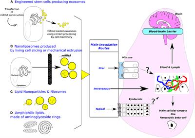 Exosomes and miRNA-Loaded Biomimetic Nanovehicles, a Focus on Their Potentials Preventing Type-2 Diabetes Linked to Metabolic Syndrome